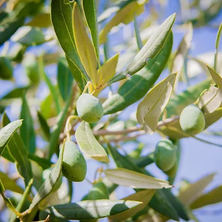 Ciuci's Manor مزرعة للإقامة *