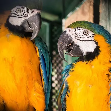 Ciuci's Manor مزرعة للإقامة Aragona