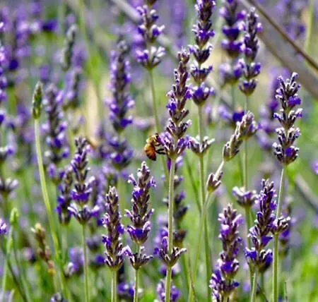 Ciuci's Manor Aragona