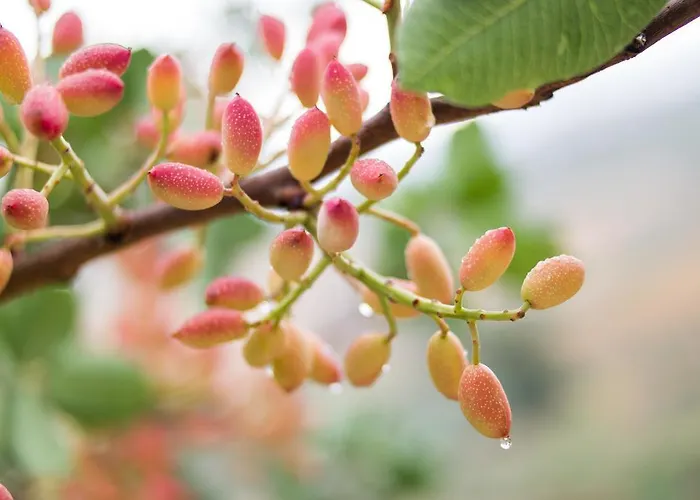 休奇庄园酒店 农家乐 Aragona