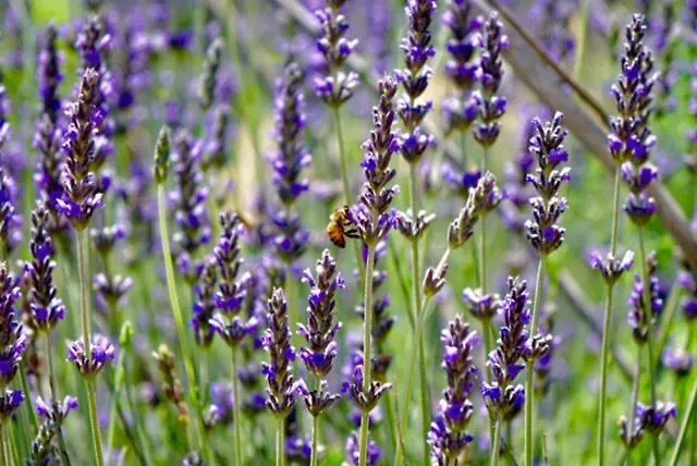 休奇庄园酒店 Aragona