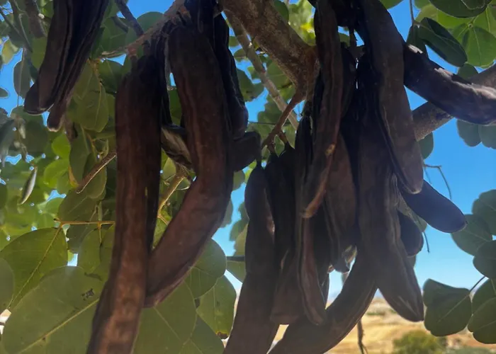 Ciuci's Manor * Aragona